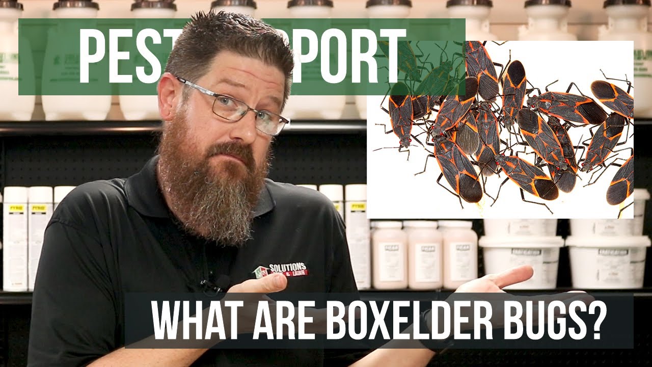 What attracts Boxelderbugs?