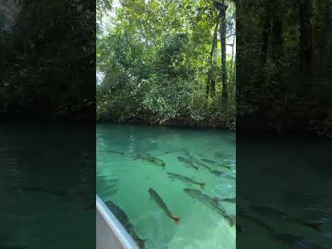 Figueira Beach Bonito/MS float #superreels #Shorts #Travel #Wanderlust