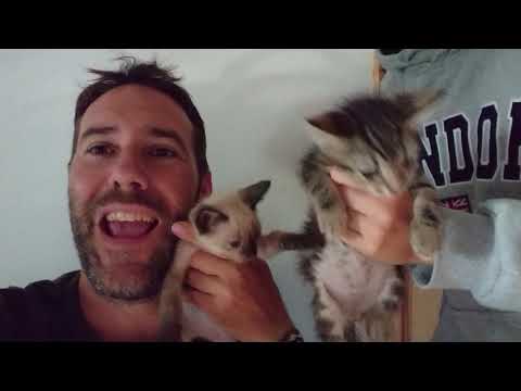 Rescued Abandoned Newborn Kittens