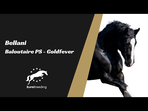 Bellani (Baloutaire PS - Goldfever)