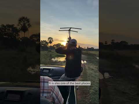 The wonders of the Pantanal: exploring Brazil's wildlife beyond the Amazon.