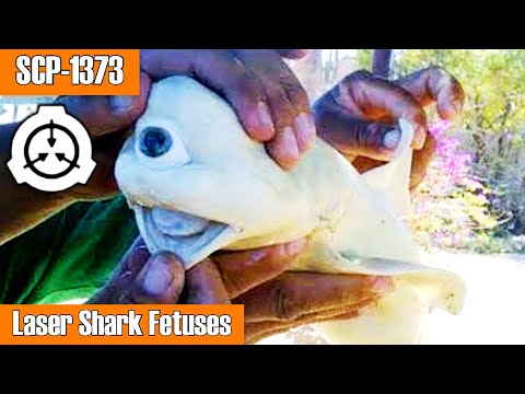 SCP Decoded Reading: SCP-1373 Laser Shark Fetuses
