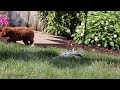 Miniature Poodle dogs for sale: Charlie - Video 1