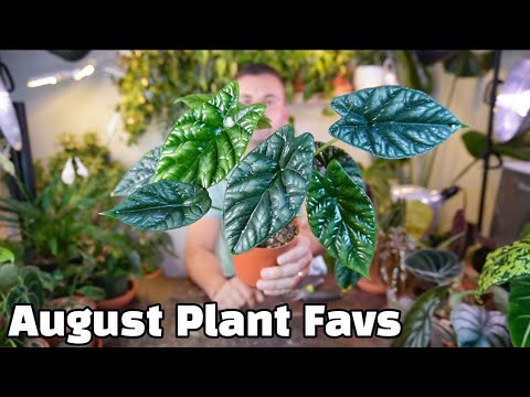 favorite houseplants of august | a nice mix of plants in my house