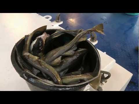 MS "Anna Sirkka" - Dorschangeln zwischen Öland und Bornholm - März 2012