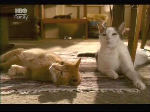 Como Perros y Gatos 2 | Personaje: Gato Cool | Acting Demo Doblaje: Carlos Enrique Bonilla ©