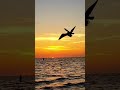 O Sathiya Rut Mast Mast Ye Din Waqt Whatsappstatus Viral Shorts