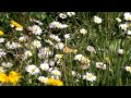 Deuter - Petite Fleur - A field of daisies