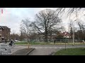 Zaag in iconische beuk in Utrecht [RTV Utrecht]