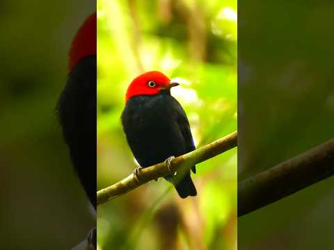 Dazzling Red-Capped Manakin: Dance of the Rainforest 🌿 #RedCappedManakin #RainforestBirds #shorts