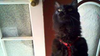 Nova talks for treats