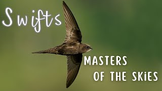 Swifts | A Bird That Doesn&#39;t Perch, Stand or Walk
