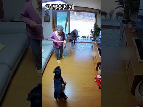 강아지 보고 공격하려는 멧돼지의 최후