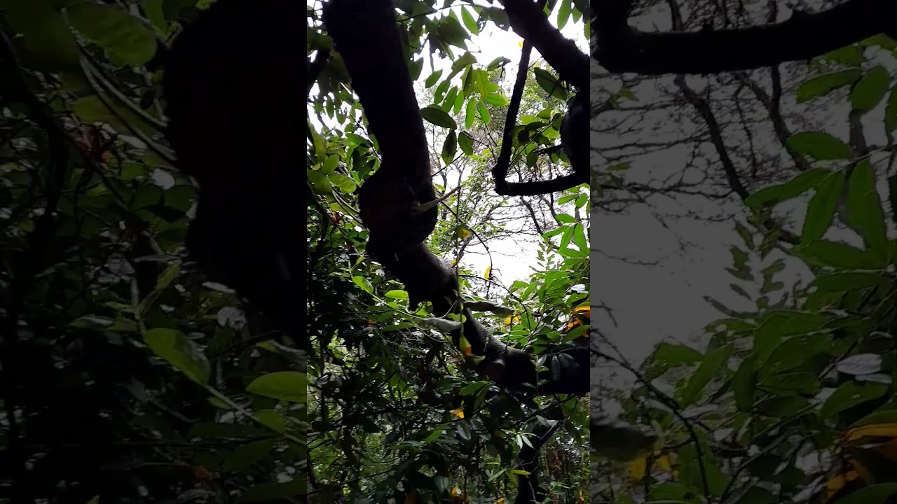 YouTube Short thumbnail