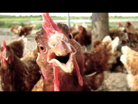 HypeManSage - funky chicken freestyle