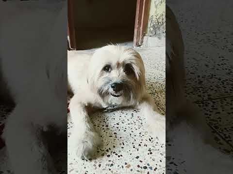 #pets #labrador #petlover #viralvideo #memes