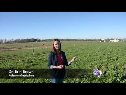 Turnips as winter forage