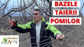 Cum se taie pomii fructiferi - Bazele taierii pomilor