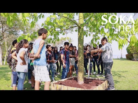 森林の動物たち: アマゾン、熱帯、ペルー、宣教師 -