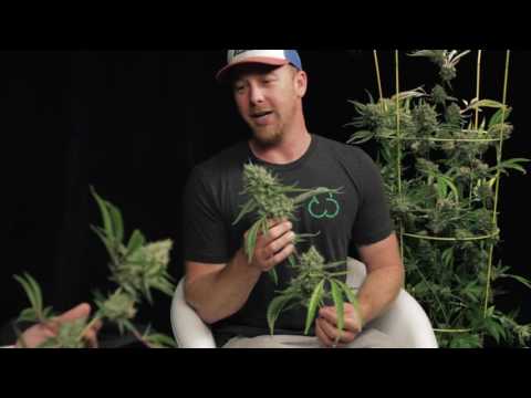 Between Two Strains - Bryan Coast to Coast Collective