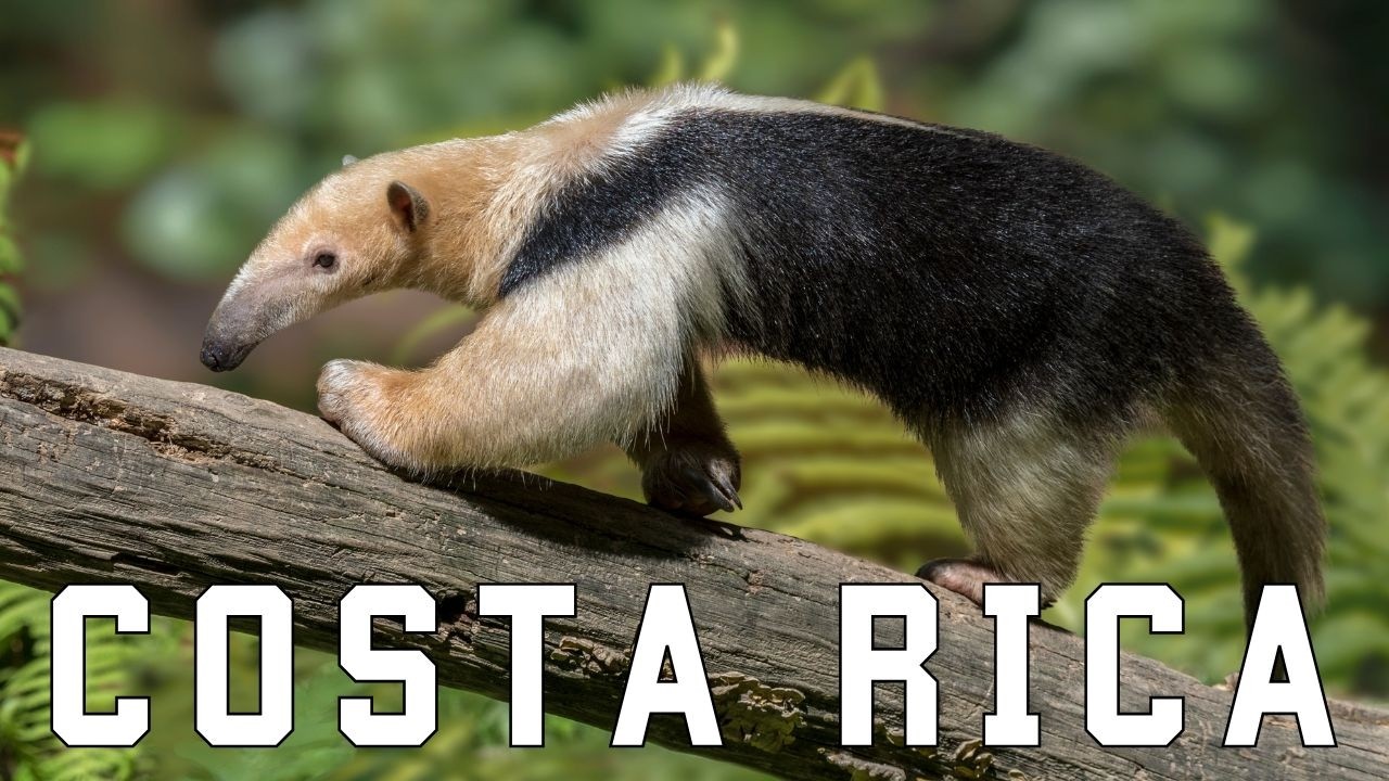 WILD COSTA RICA | Elusive creatures and unexplored jungles