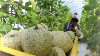 [나는 농부다] 멜론 부자의 귀농일기  1부 (품목: 멜론)