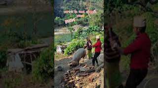 Download lagu potong babi mp3