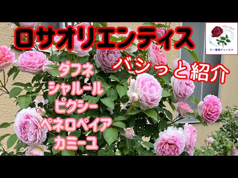 園芸 シデ、シャルミーユ