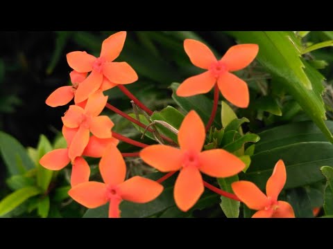 Flowers 🌺 Read the description.