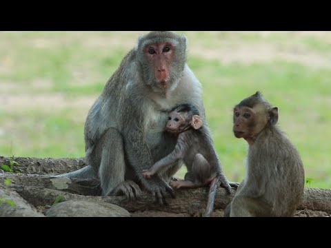 Jazzy and Joanna Moving From inside Area  sit  On stoneon May11,2023/VS.1217-Ambers