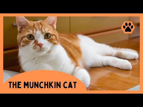 Munchkin Cat Everything You Need to Know