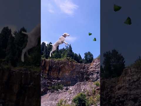 The👻 Delicacy Of Dog-licking💥 Swordsmanship Vs. Sangbiao💯 Dog-beating-stick 💫 Method #shorts