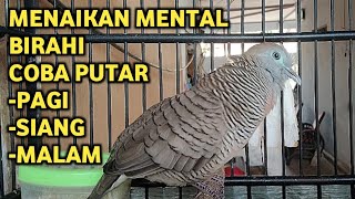 Download lagu Perkutut Lokal Gacor Suara Super Kristal - Pancingan SapuJagat (99%AMPUH BANGET) mp3