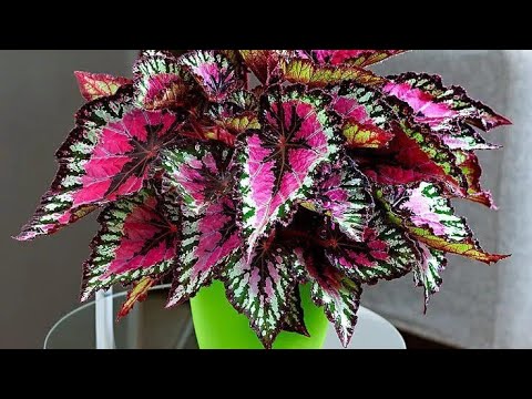 Journey into the unique world of flower 19. Indoor flowers Begonia.