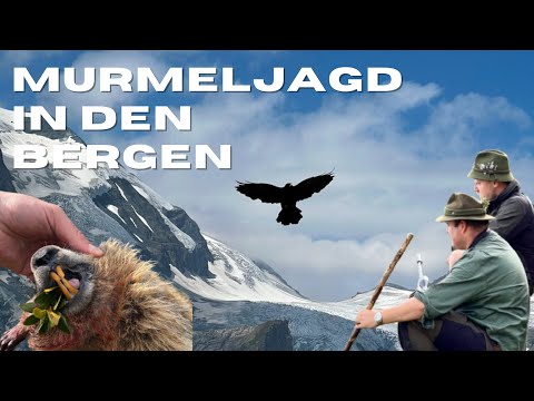 Between peaks and valleys – the fascination of mountain hunting. Red deer, chamois, and marmots u...