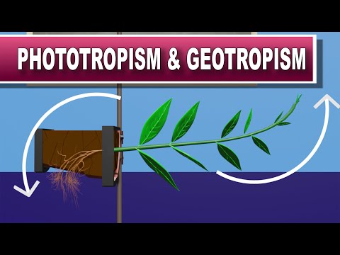 Phototropism and Geotropism