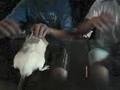 Ralf The Rat