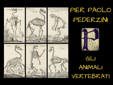 "GLI ANIMALI VERTEBRATI" - PIER PAOLO PEDERZINI RimAttore