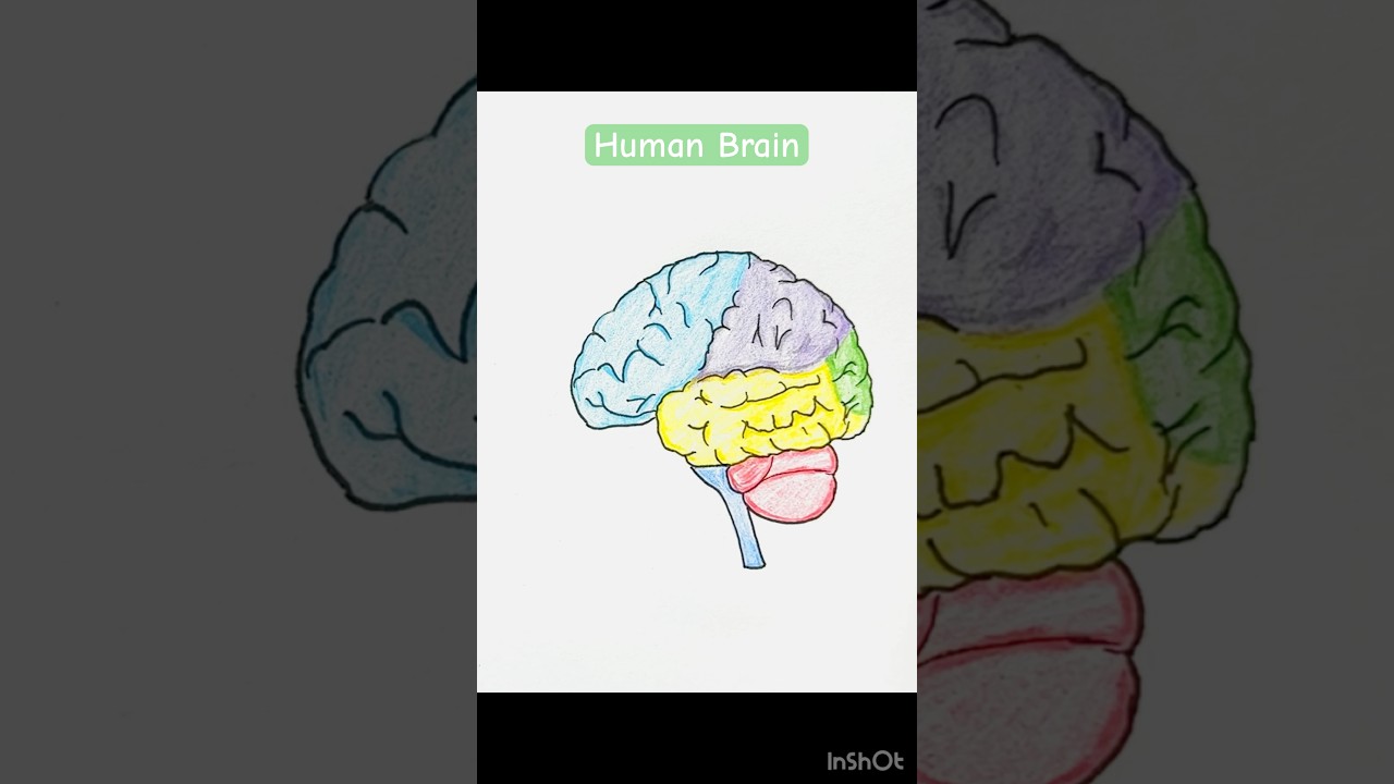 Human brain coloured drawing #stepbystep #tutorial #easy #biology #science #anatomy #howtodraw #art