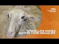 Dierenactivisten willen schapenboeren na wolfaanval voor rechter: ‘Je wordt er enorm boos van’