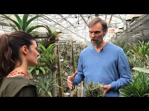 Tillandsia Tour - Utrecht Botanic Gardens: Part 1 - Plant One On Me — Ep 086