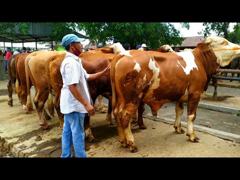 Bakalan untuk pengemukan Bapak Nurdin