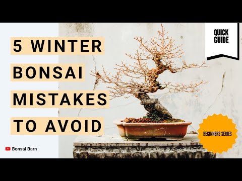 “Bonsai Survival Guide” : “5 Winter Bonsai Mistakes to Avoid”