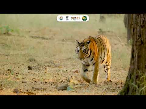 Global Tiger Day 2026 | A Conservation Success Story
