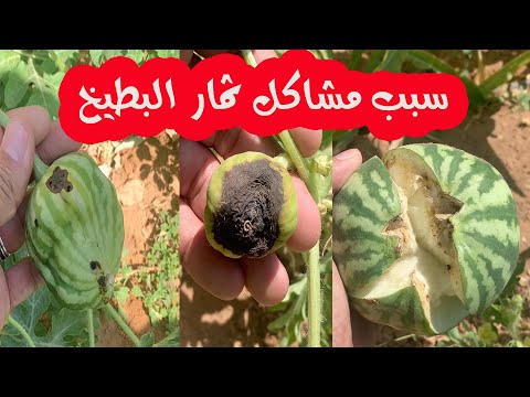 , title : 'موعد زراعة البطيخ || اهم مشاكل البطيخ ( تشقق وتشوهه الثمار )'