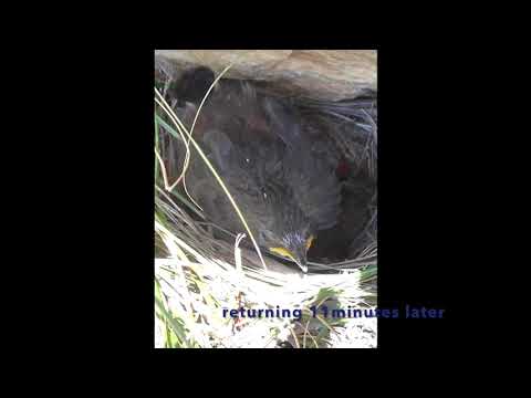 Cape Rockjumper nestlings learning to fledge