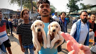 Massive Pet Market on the Streets of Kolkata 🇮🇳