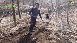 산양 산삼밭 주변으로 멧돼지 퇴치용 두릅나무 심기(Planting trees to prevent wild p…