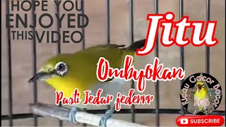 Download lagu Terapi Pleci ombyokan atau bahan jadi ngalas ngalas #relaxingbirdsounds mp3 Download lagu Terapi Pleci ombyokan atau bahan jadi ngalas ngalas #relaxingbirdsounds mp3