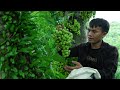 Pao Harvests Ancient Fig Trees And Makes A Delicious Fig Salad With Salt And Chili